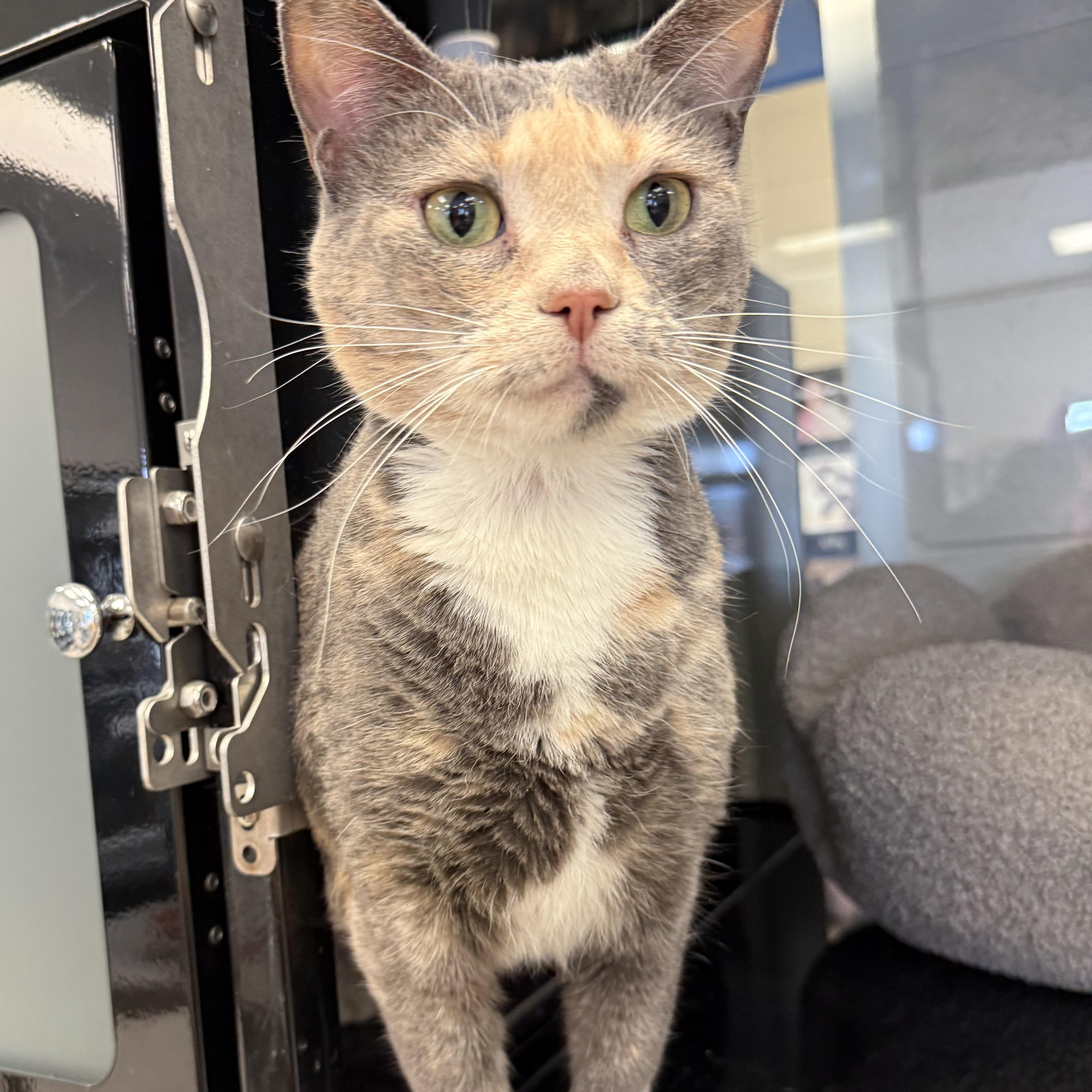 Enlarge Callie , a ADOPTABLE Domestic Short Hair in Kearney, NE image 1/1