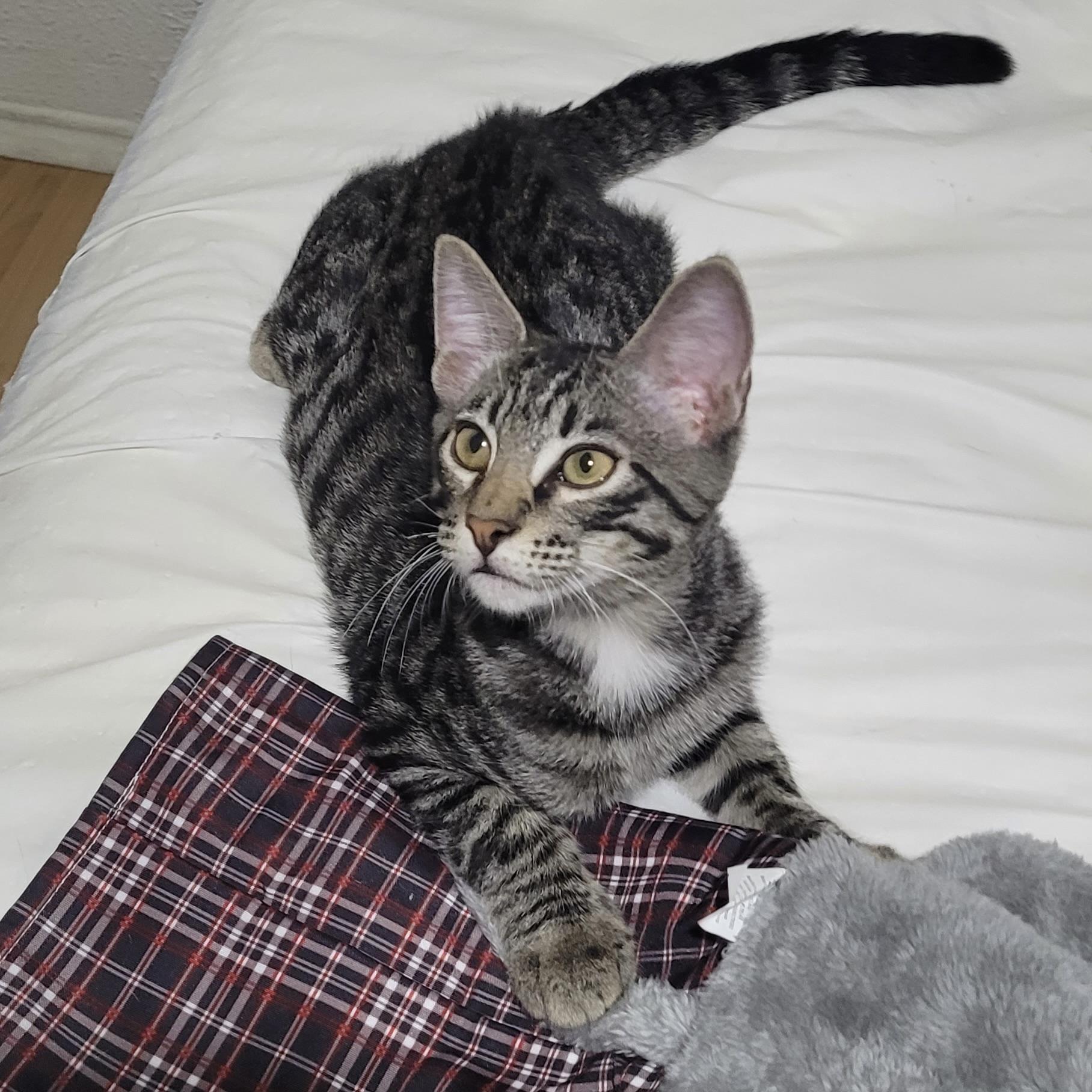 Enlarge Felix, a Adoptable Domestic Short Hair in Niagara Falls, NY image 6/6