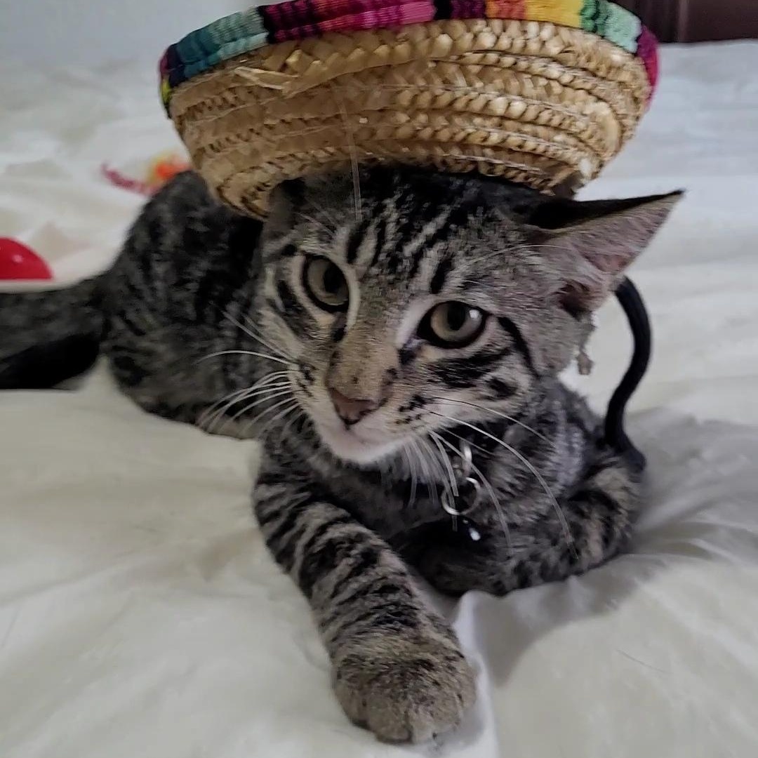 Enlarge Felix, a Adoptable Domestic Short Hair in Niagara Falls, NY image 1/6