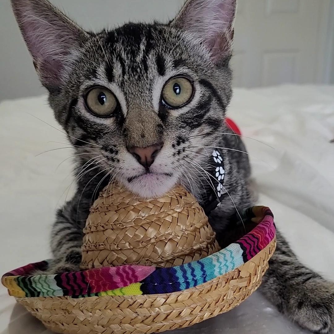Enlarge Felix, a Adoptable Domestic Short Hair in Niagara Falls, NY image 3/6