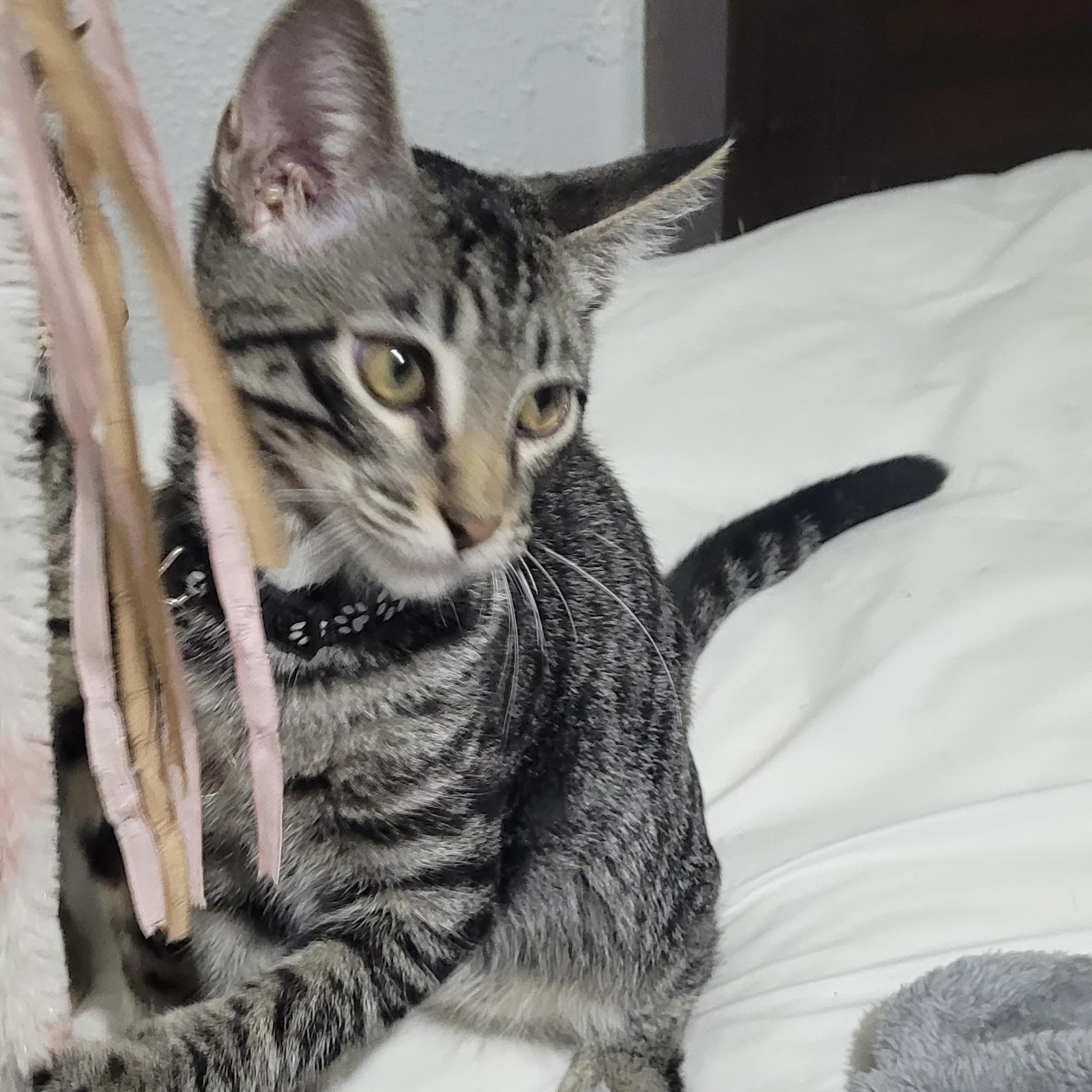 Enlarge Felix, a Adoptable Domestic Short Hair in Niagara Falls, NY image 4/6