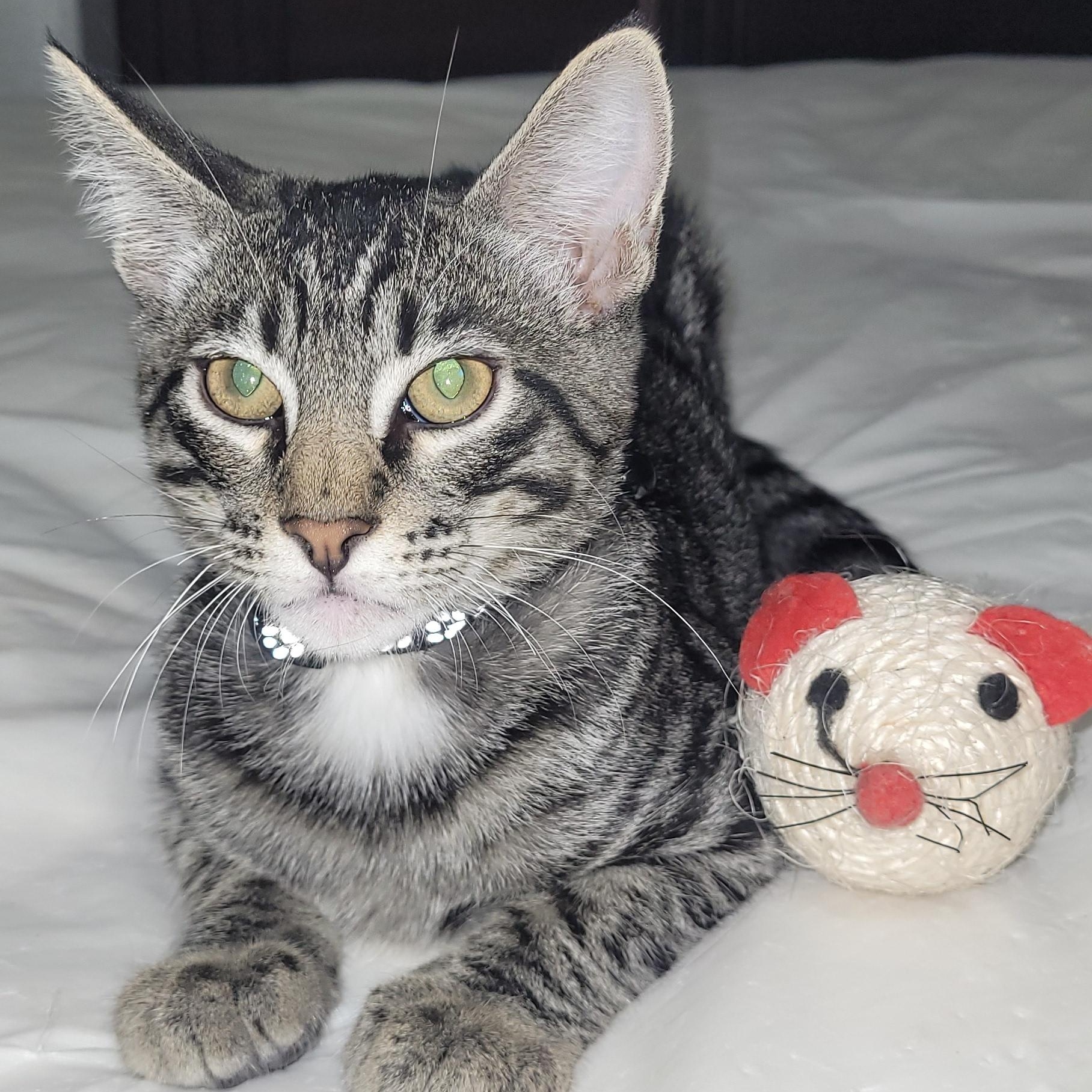 Enlarge Felix, a Adoptable Domestic Short Hair in Niagara Falls, NY image 2/6