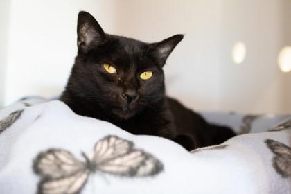 Akira — thumbnail 2