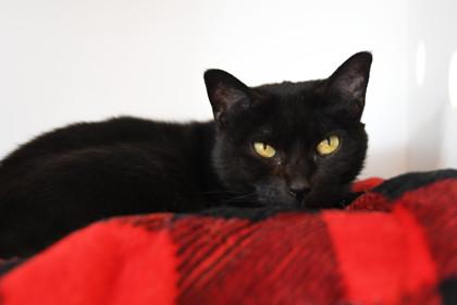 Akira — thumbnail 3