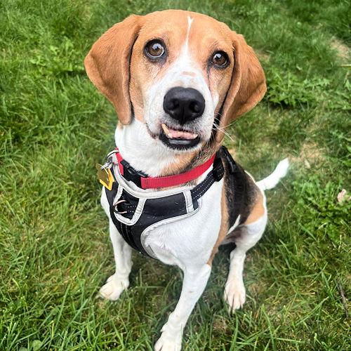 Enlarge Cori, a Adoptable Beagle in Toledo, OH image 2/5