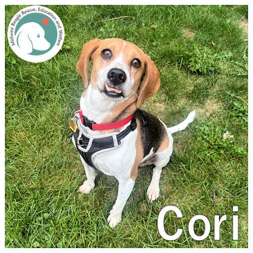 Enlarge Cori, a Adoptable Beagle in Toledo, OH image 1/5