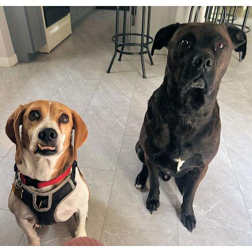 Enlarge Cori, a Adoptable Beagle in Toledo, OH image 4/5