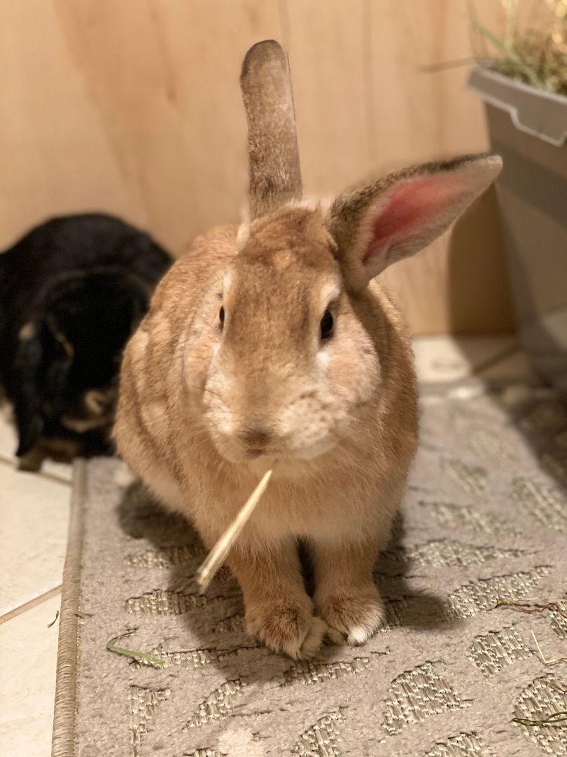 Dino, Adoptable, Adult Male Palomino.