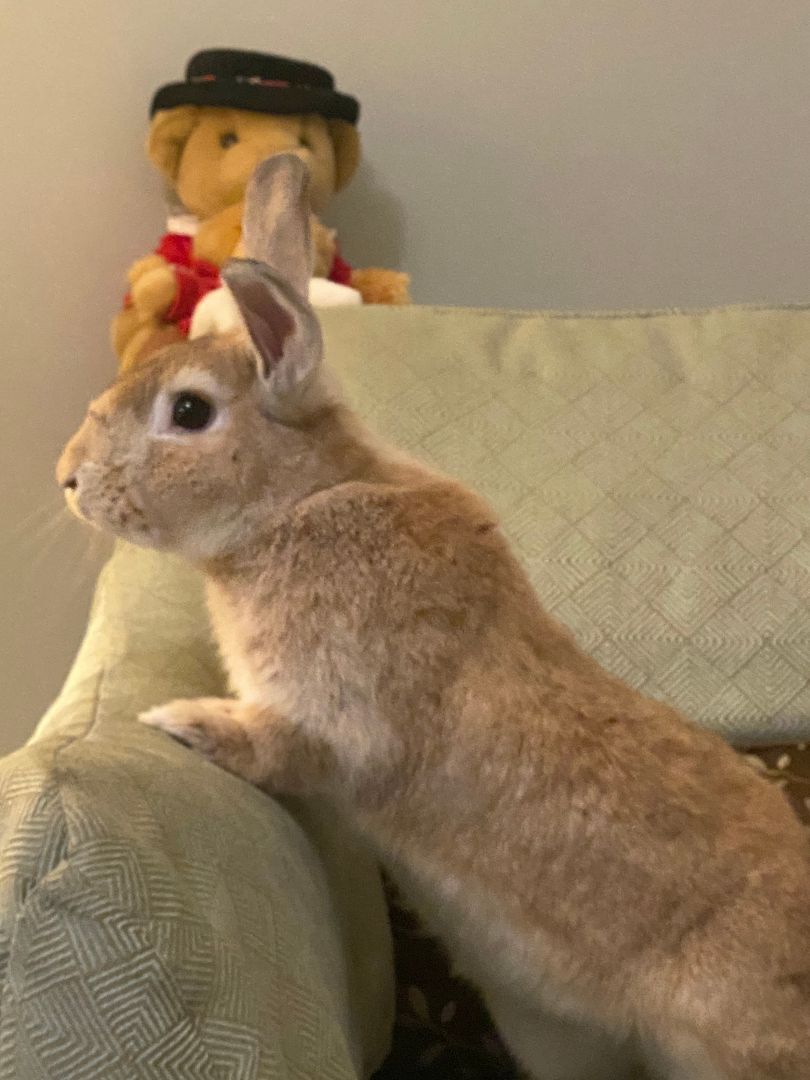 Dino, a Adoptable Palomino image 2/12