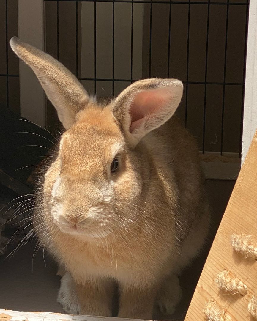 Dino, a Adoptable Palomino image 3/12