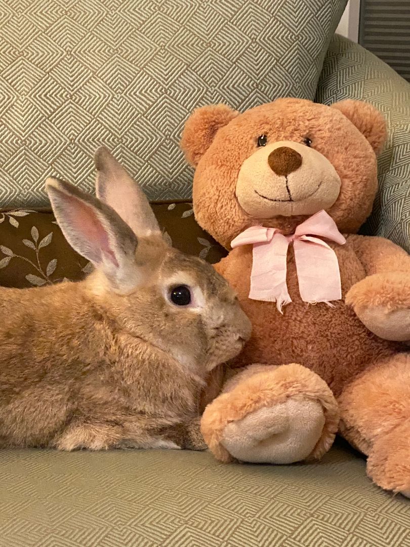 Dino, a Adoptable Palomino image 4/12