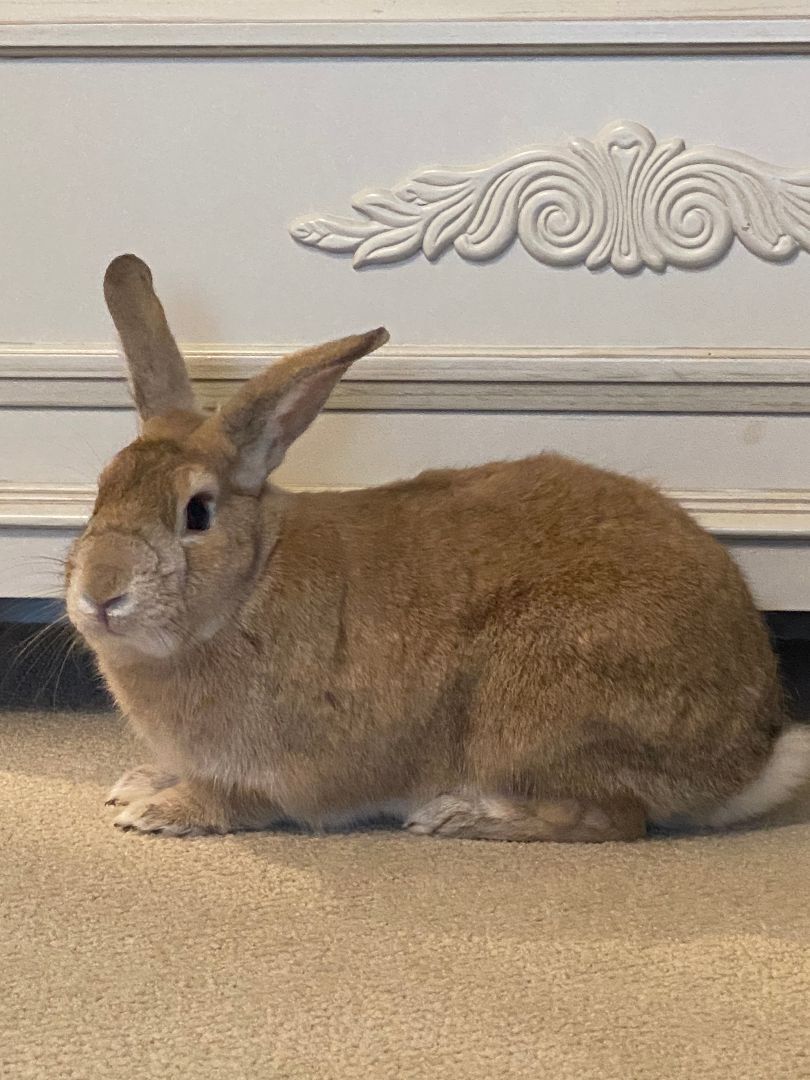 Dino, a Adoptable Palomino image 5/12