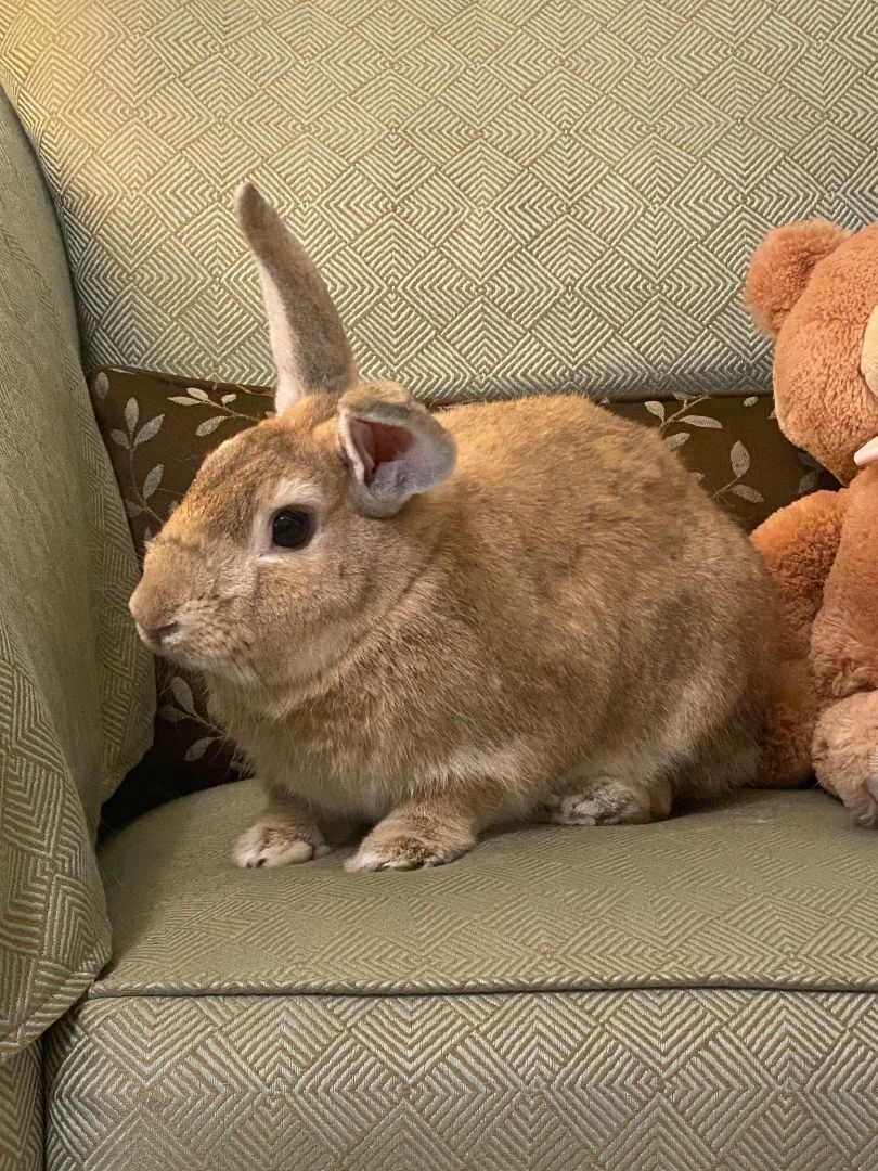 Dino, a Adoptable Palomino image 6/12