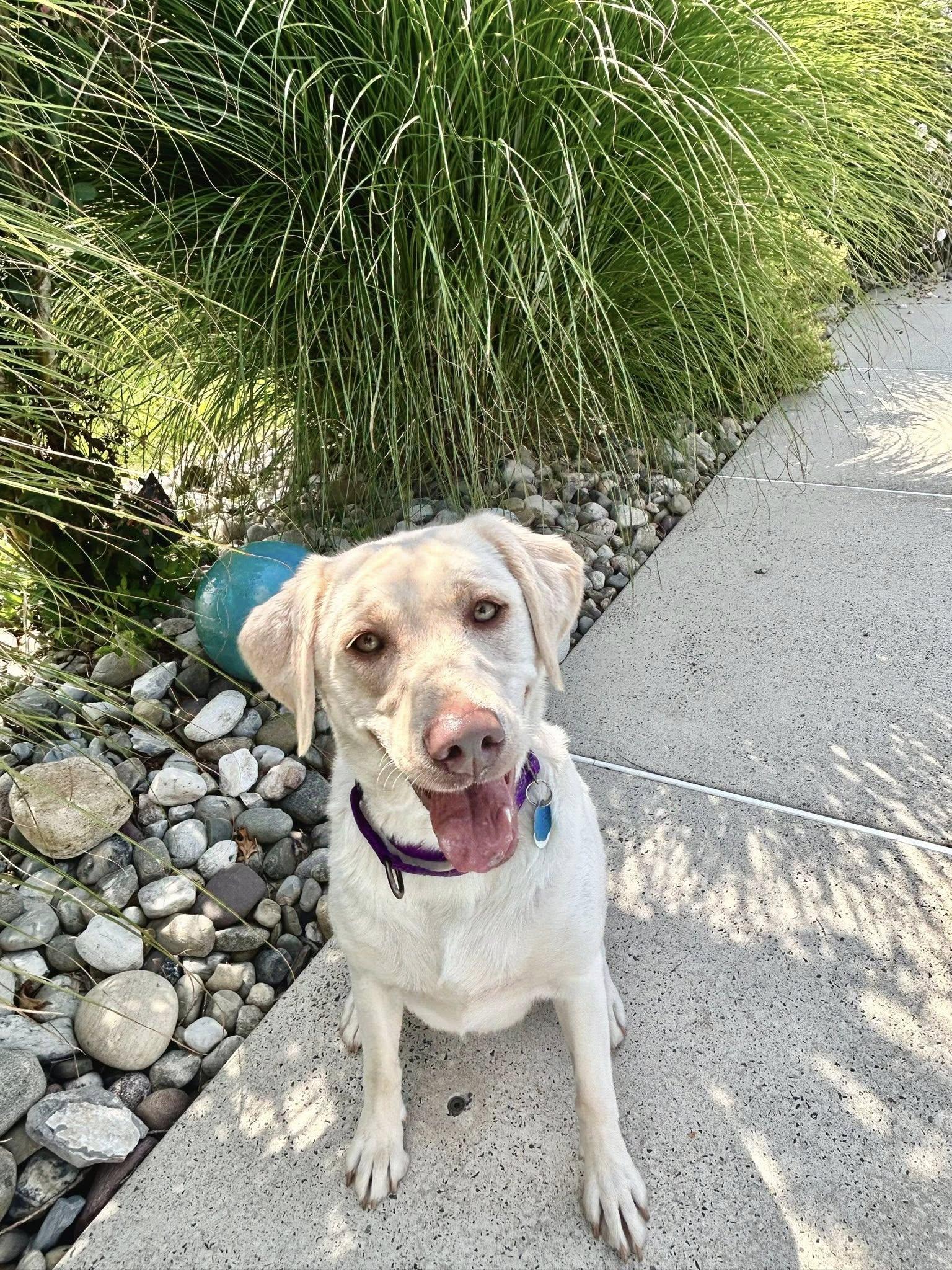 Jilly, Adopted, Young Female Yellow Labrador Retriever.