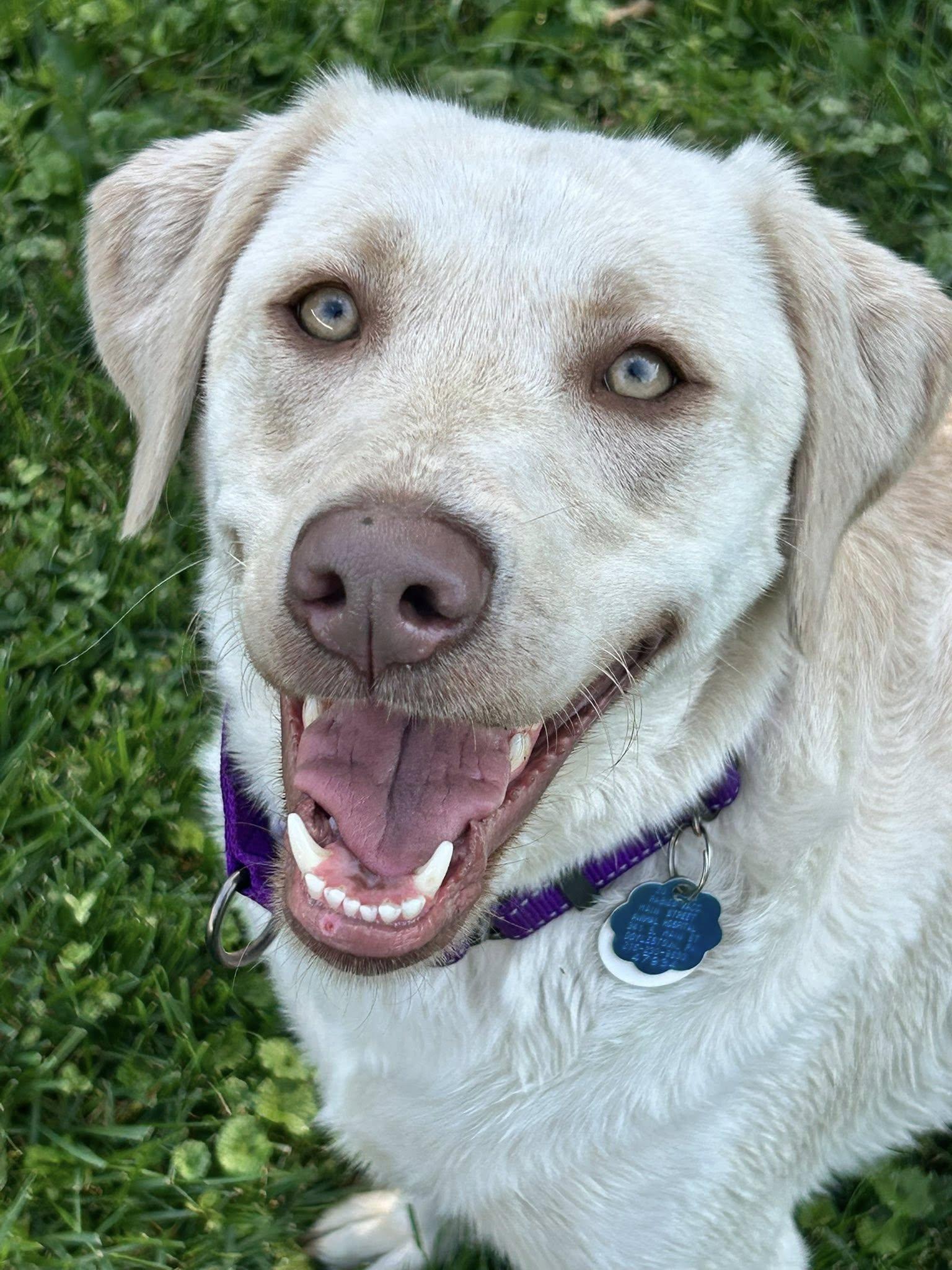 Enlarge Jilly, a Adopted Yellow Labrador Retriever in Warrington, PA image 2/4