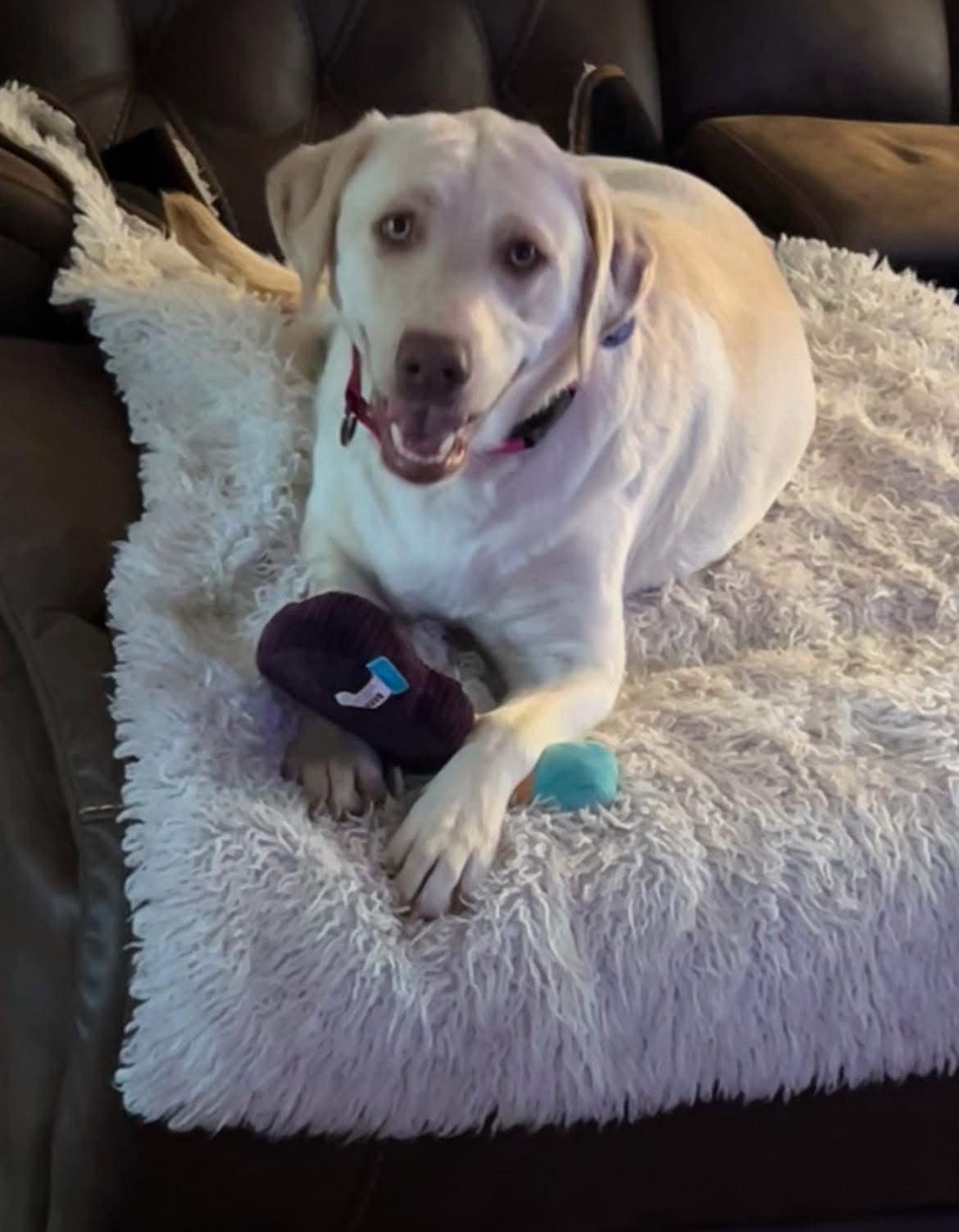 Enlarge Jilly, a Adopted Yellow Labrador Retriever in Warrington, PA image 3/4