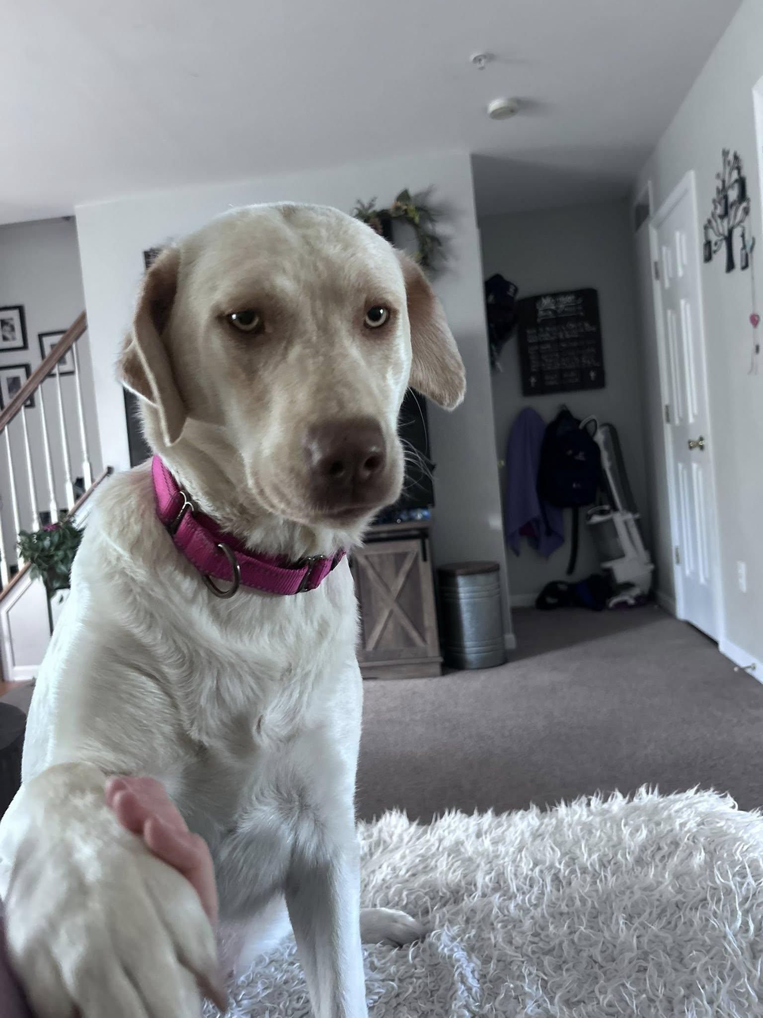 Enlarge Jilly, a Adopted Yellow Labrador Retriever in Warrington, PA image 4/4