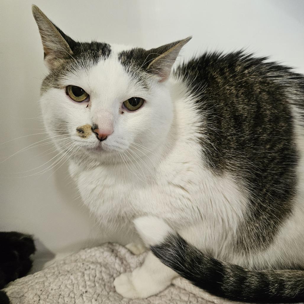 Enlarge Toby, a Adoptable Domestic Short Hair in Lakewood, CO image 1/6