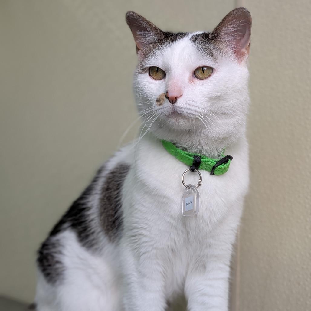 Enlarge Toby, a Adoptable Domestic Short Hair in Lakewood, CO image 2/6
