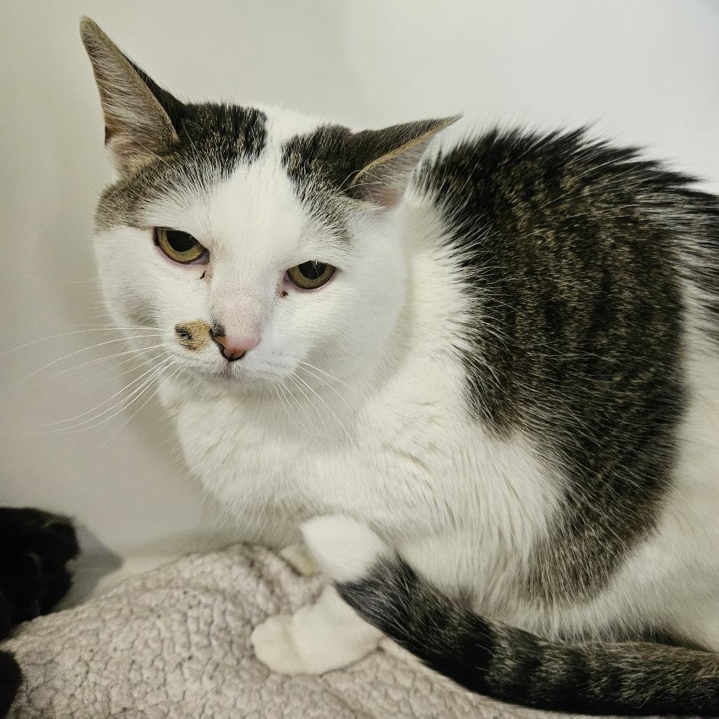 Enlarge Toby, a Adoptable Domestic Short Hair in Lakewood, CO image 2/6
