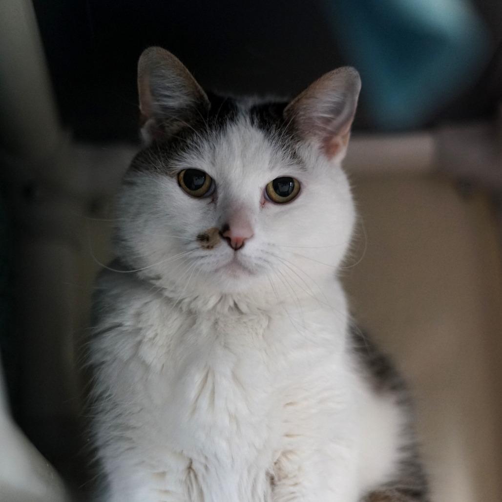 Enlarge Toby, a Adoptable Domestic Short Hair in Lakewood, CO image 3/6