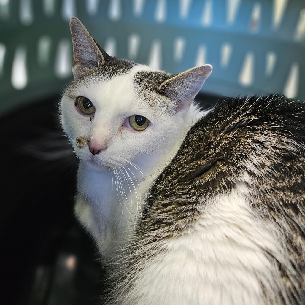 Enlarge Toby, a Adoptable Domestic Short Hair in Lakewood, CO image 4/6