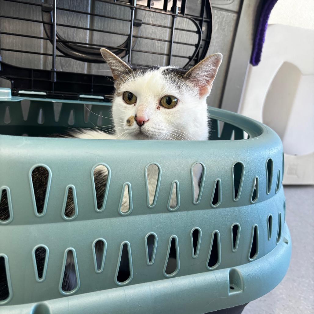 Enlarge Toby, a Adoptable Domestic Short Hair in Lakewood, CO image 5/6