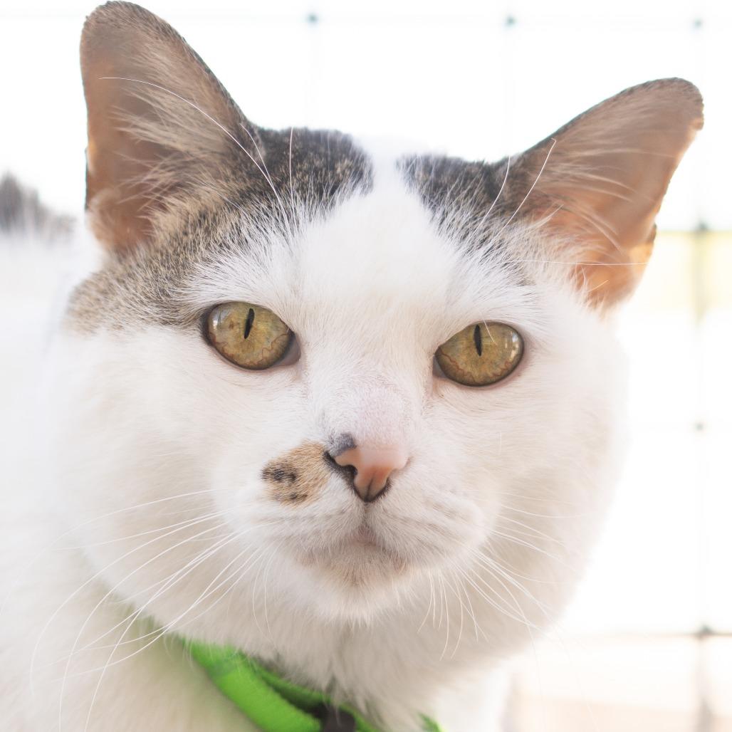 Toby, a Adoptable Domestic Short Hair in Lakewood, CO image 4/6