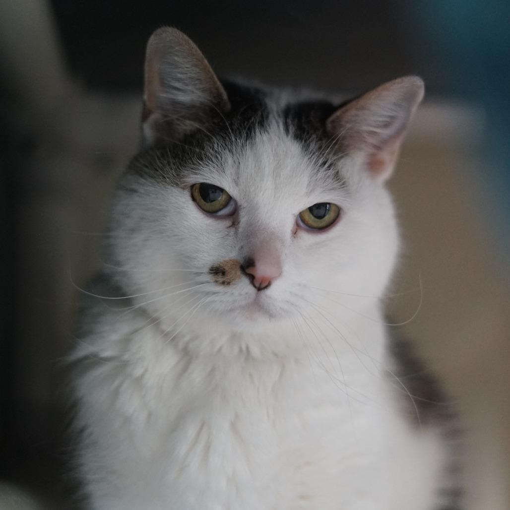 Enlarge Toby, a Adoptable Domestic Short Hair in Lakewood, CO image 5/6