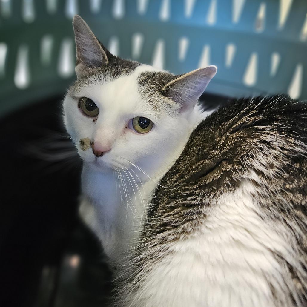 Enlarge Toby, a Adoptable Domestic Short Hair in Lakewood, CO image 6/6