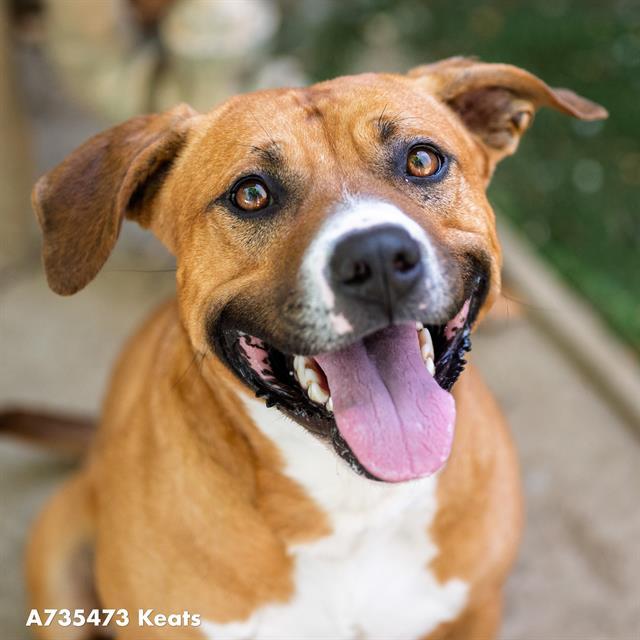 Enlarge KEATS, a Adoptable Pit Bull Terrier in Sacramento, CA image 1/1