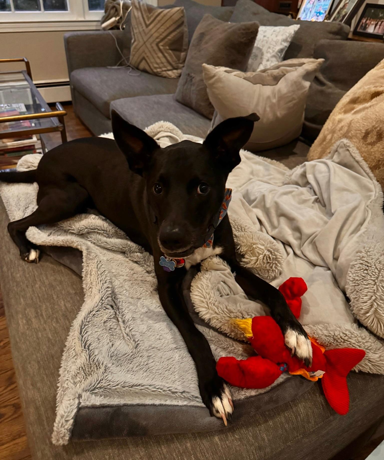 Enlarge Mallomar, a ADOPTABLE mixed breed in Sagaponack, NY image 2/6