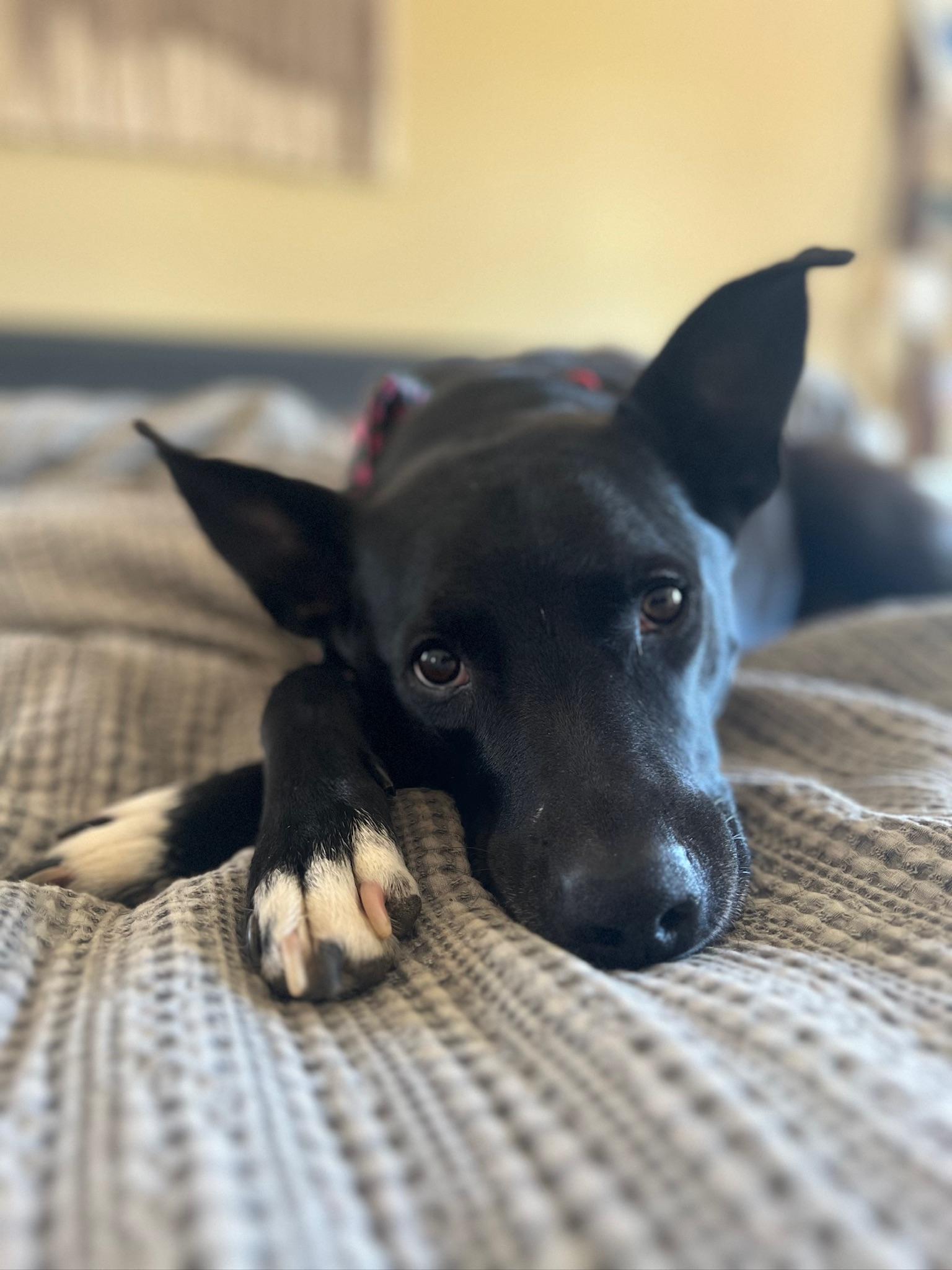 Enlarge Mallomar, a ADOPTABLE mixed breed in Sagaponack, NY image 1/6