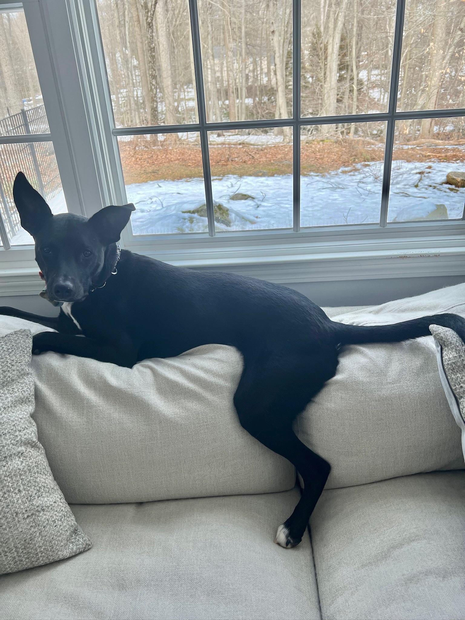 Enlarge Mallomar, a ADOPTABLE mixed breed in Sagaponack, NY image 6/6