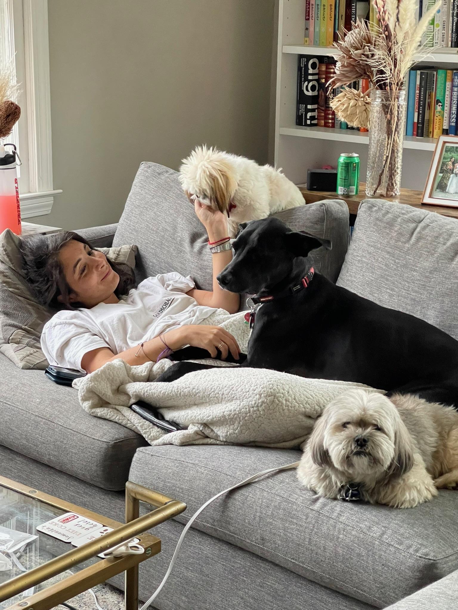 Enlarge Mallomar, a ADOPTABLE mixed breed in Sagaponack, NY image 3/6