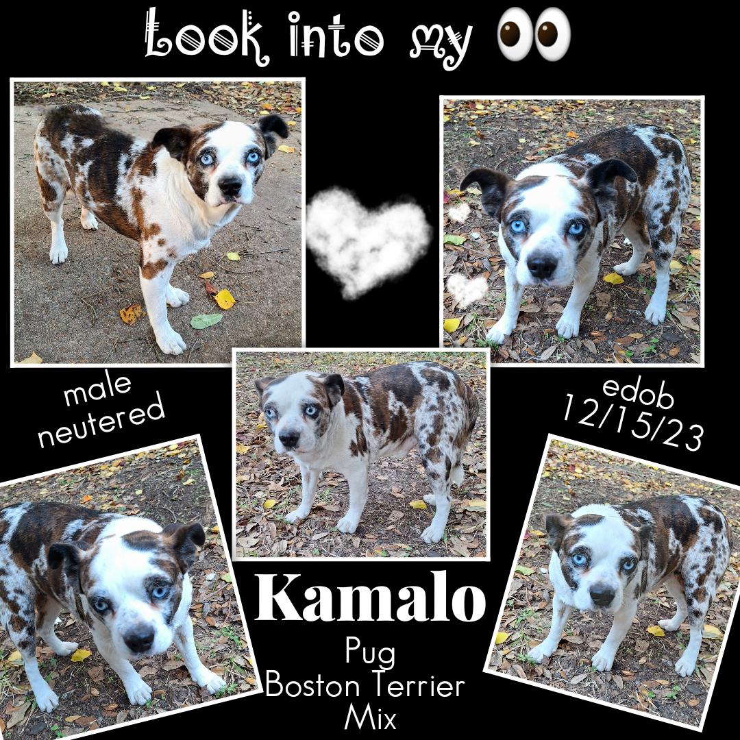 Enlarge Kamalo BL14172-T  LOCAL Adoption Event in Bellingham 4/25, a Adoptable mixed breed in Bellingham, WA image 5/5