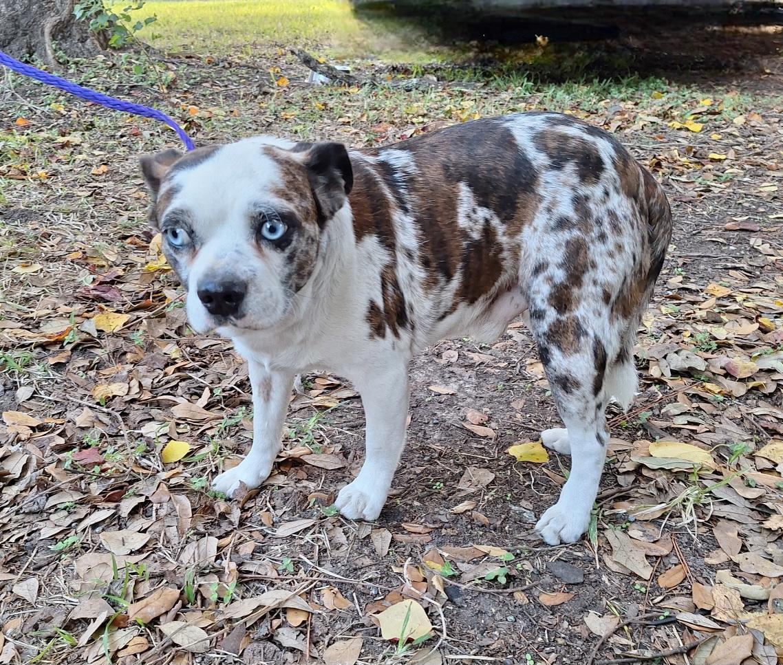 Enlarge Kamalo BL14172-T  LOCAL Adoption Event in Bellingham 4/25, a Adoptable mixed breed in Bellingham, WA image 2/5
