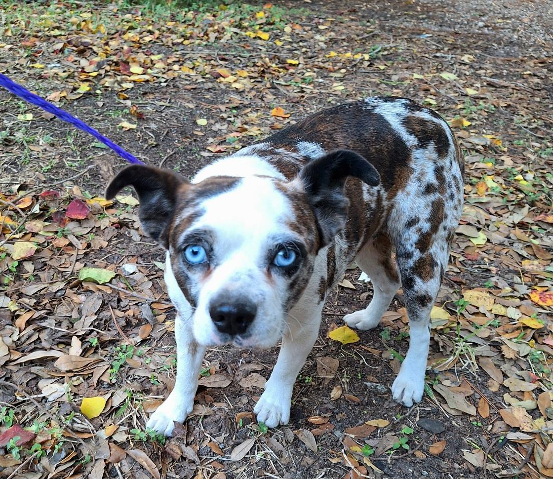 Enlarge Kamalo BL14172-T  LOCAL Adoption Event in Bellingham 4/25, a Adoptable mixed breed in Bellingham, WA image 3/5