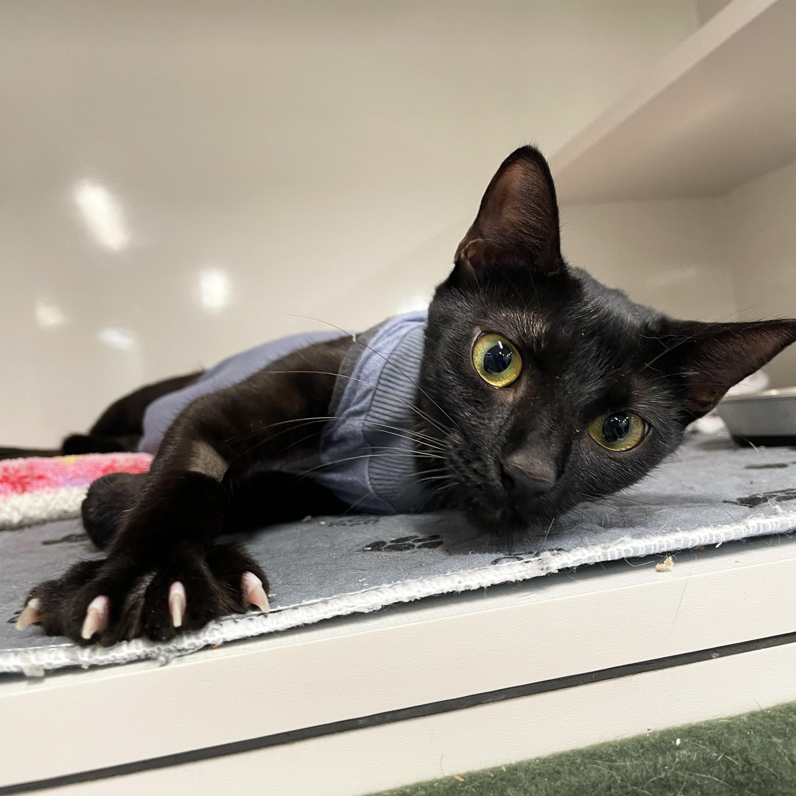 Dingy, Adoptable, Adult Female Domestic Short Hair.