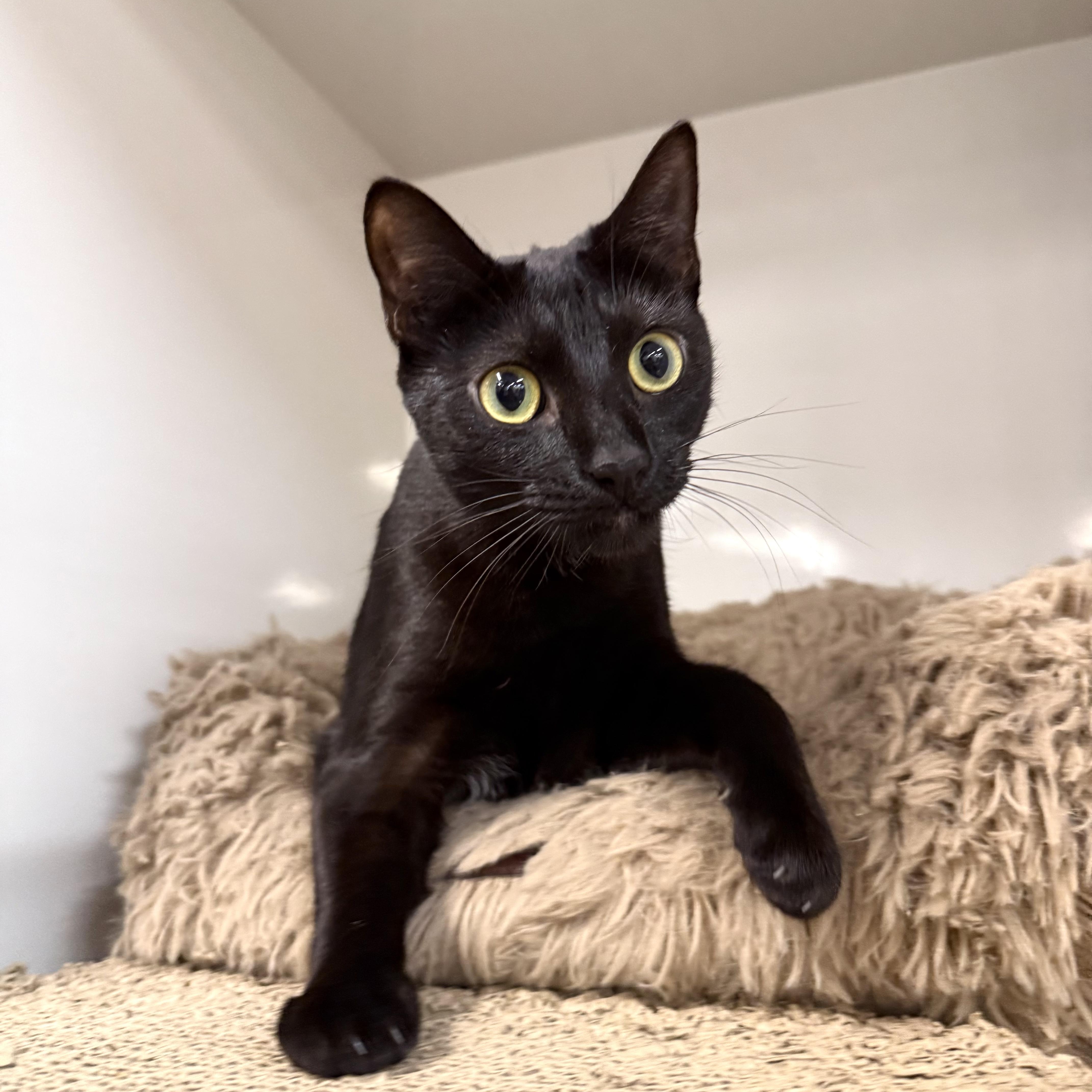 Enlarge Dingy, a Adoptable Domestic Short Hair in Walnut Creek, CA image 1/4