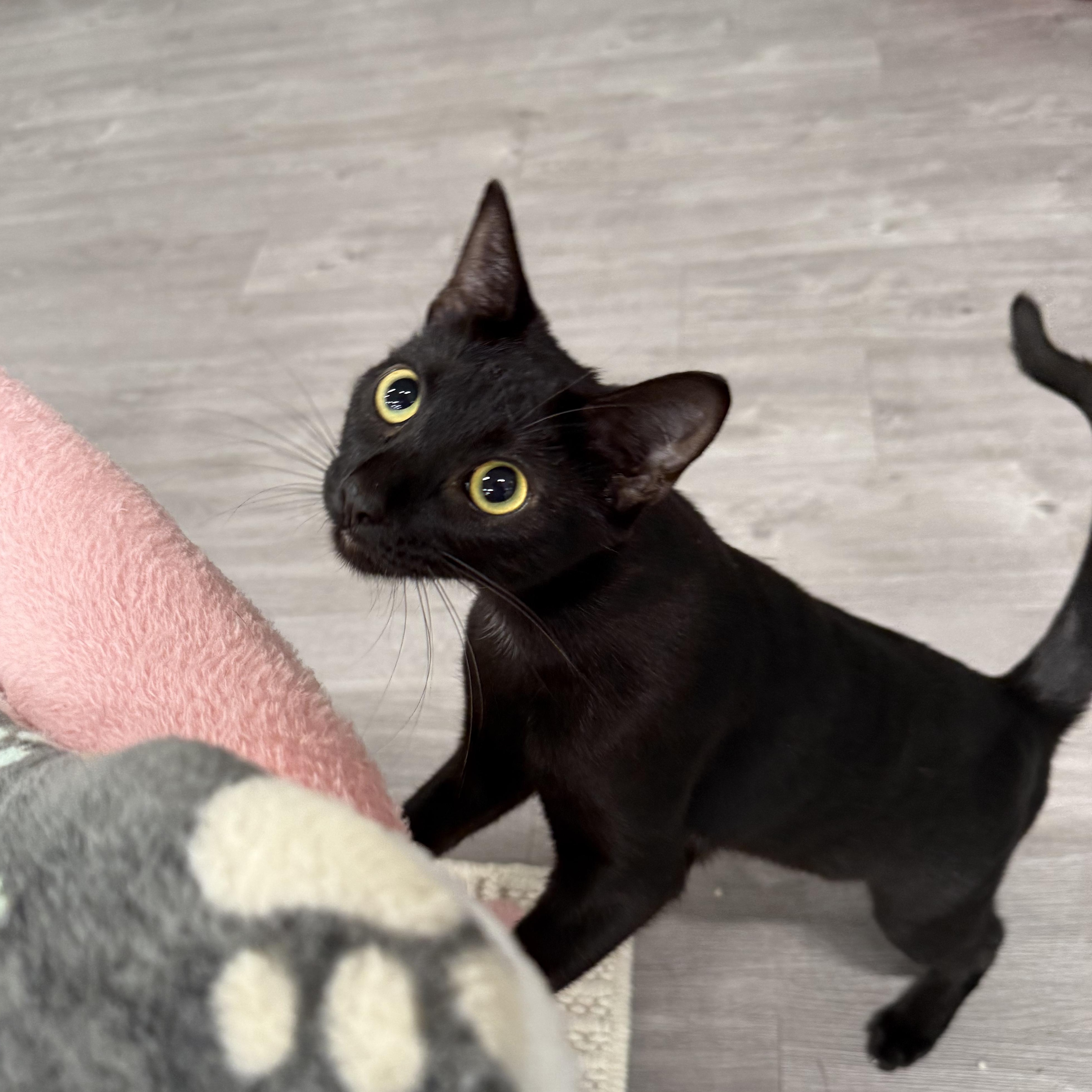 Enlarge Dingy, a Adoptable Domestic Short Hair in Walnut Creek, CA image 2/4