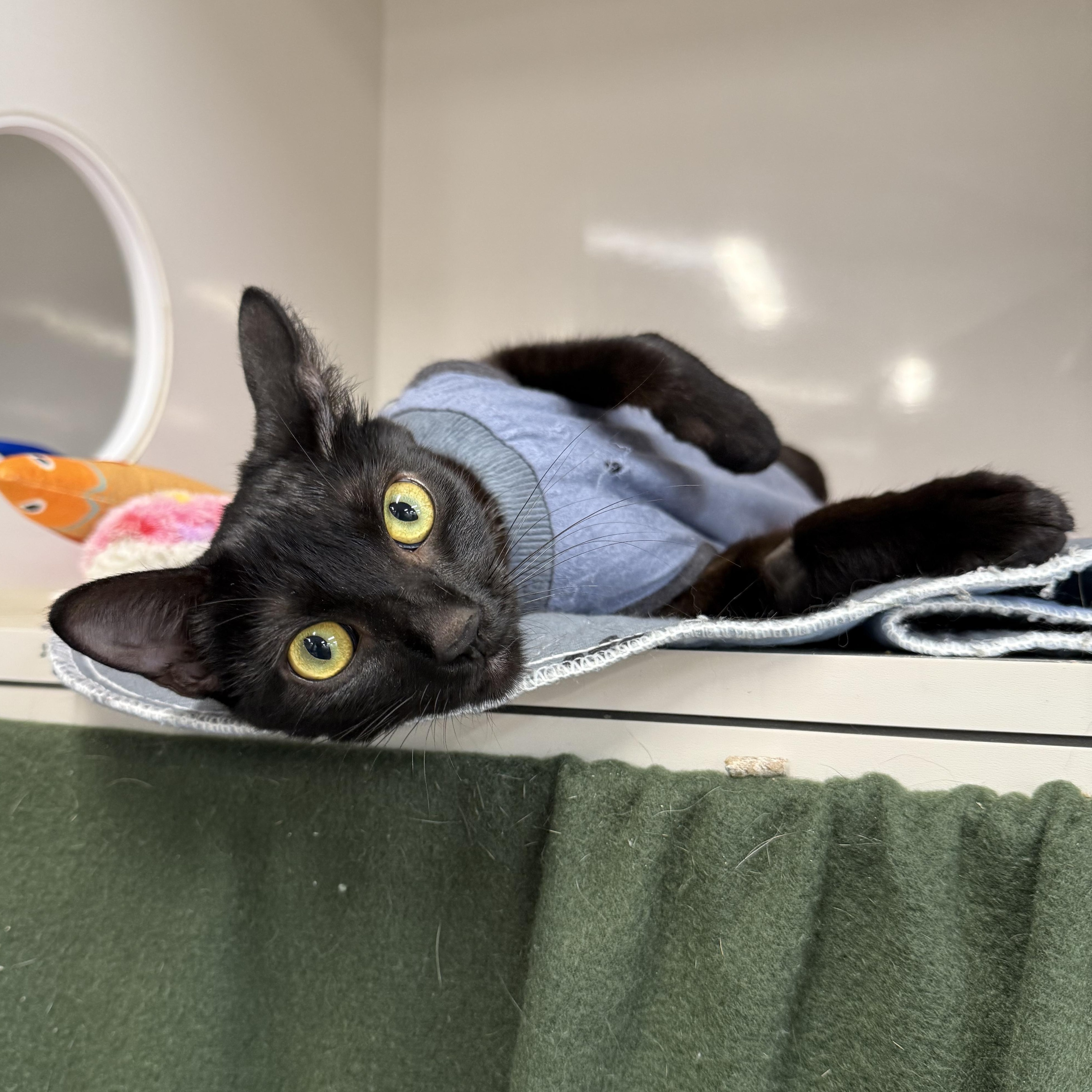 Enlarge Dingy, a Adoptable Domestic Short Hair in Walnut Creek, CA image 2/3