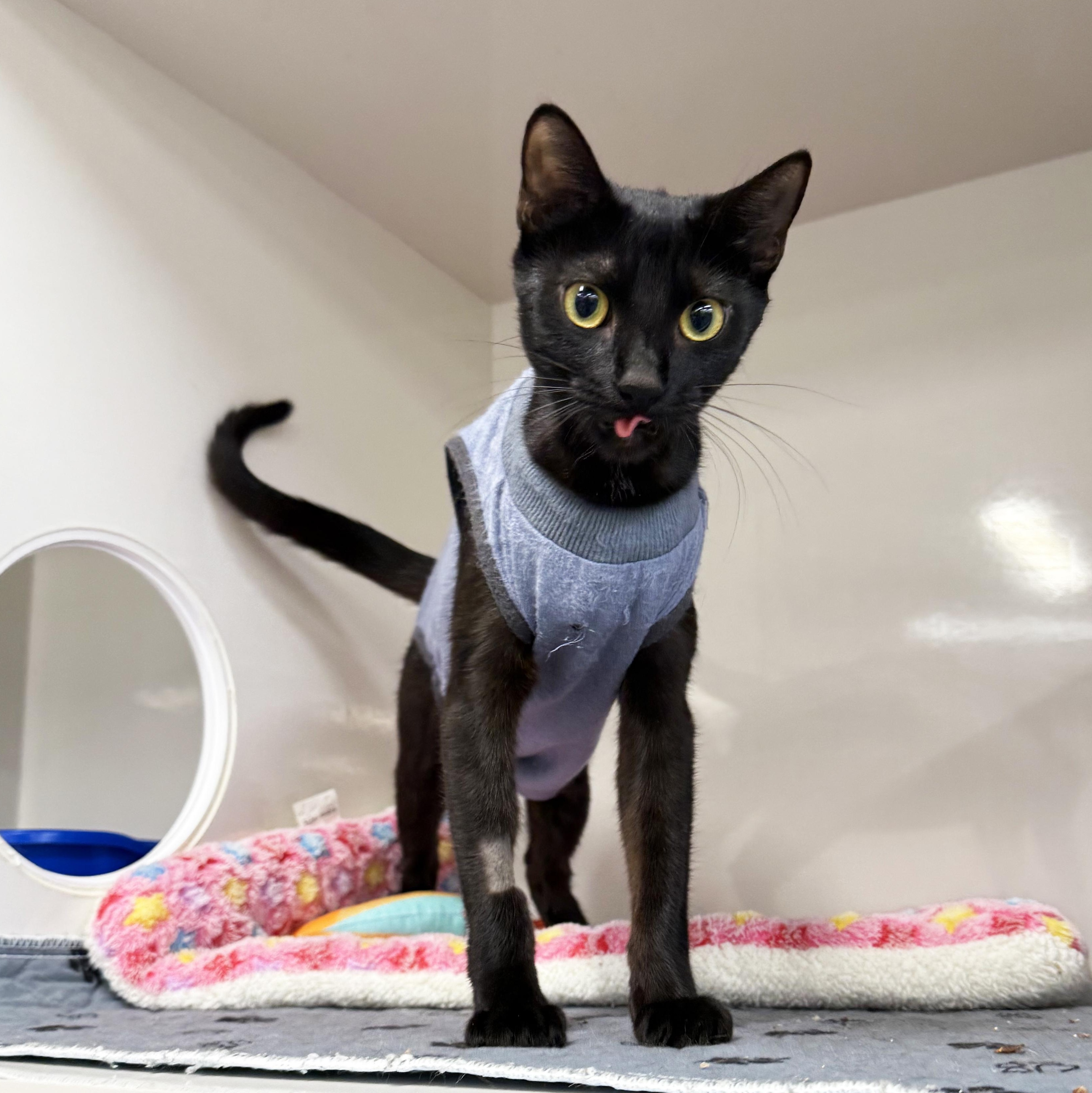 Enlarge Dingy, a Adoptable Domestic Short Hair in Walnut Creek, CA image 3/3