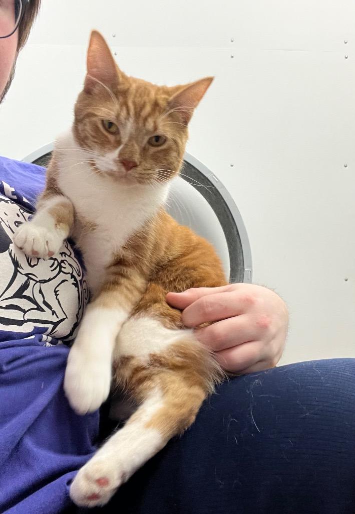 Enlarge Cheeto, a Adoptable mixed breed in Shorewood, IL image 1/4