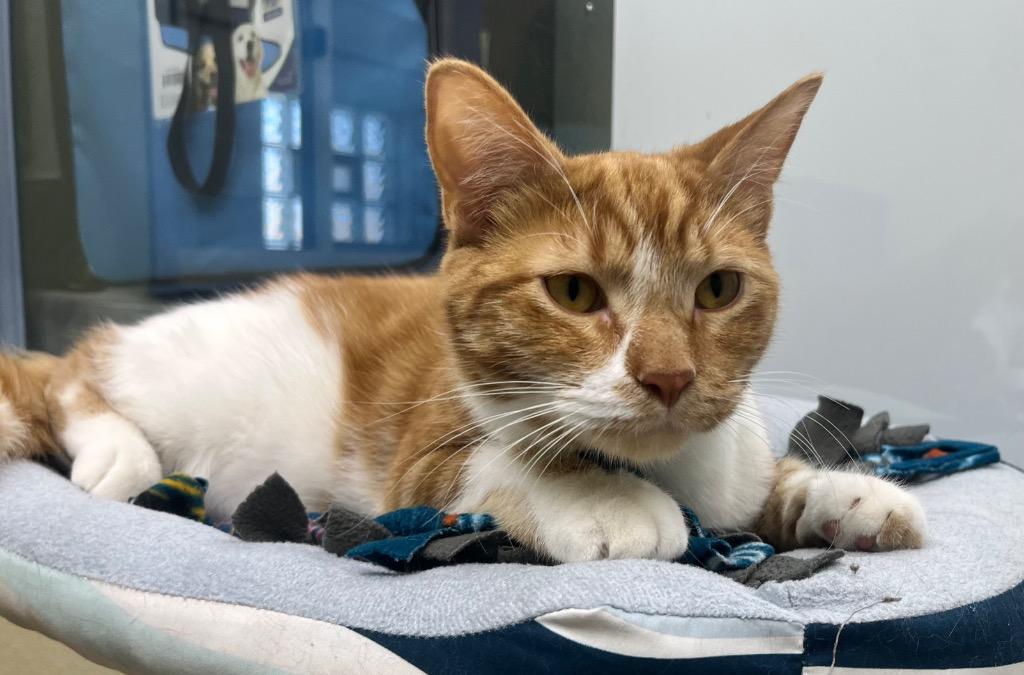 Enlarge Cheeto, a Adoptable mixed breed in Shorewood, IL image 2/4