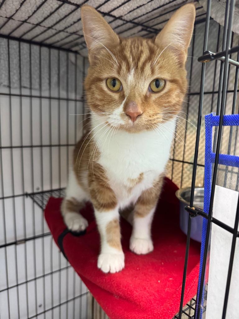 Enlarge Cheeto, a Adoptable mixed breed in Shorewood, IL image 3/4