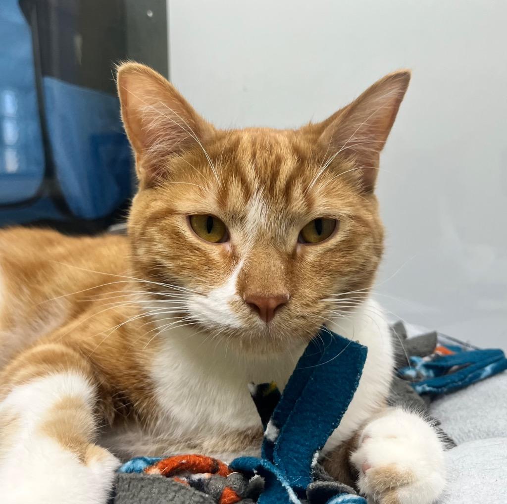 Enlarge Cheeto, a Adoptable mixed breed in Shorewood, IL image 4/4