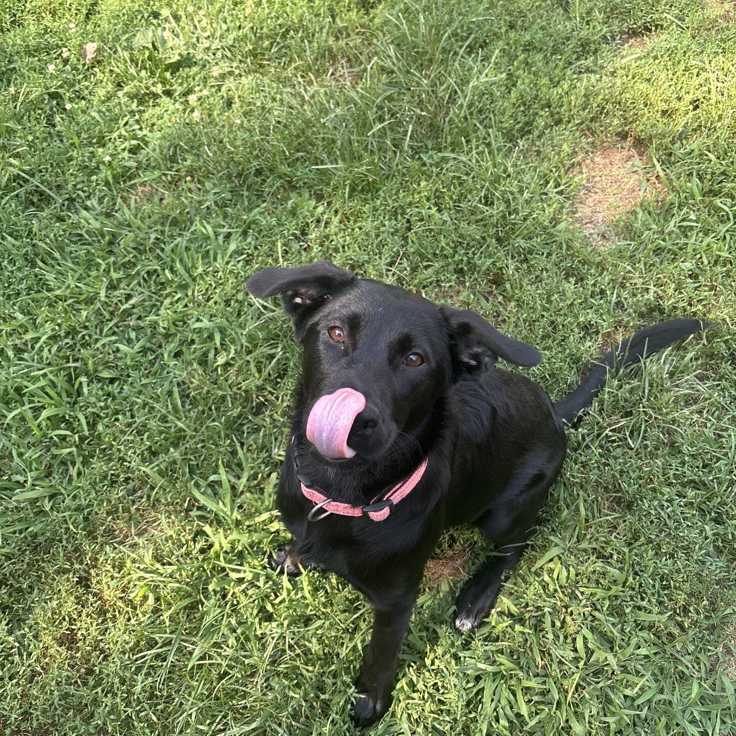 Moxie, an adopted mixed breed in Ossining, NY image 1/2