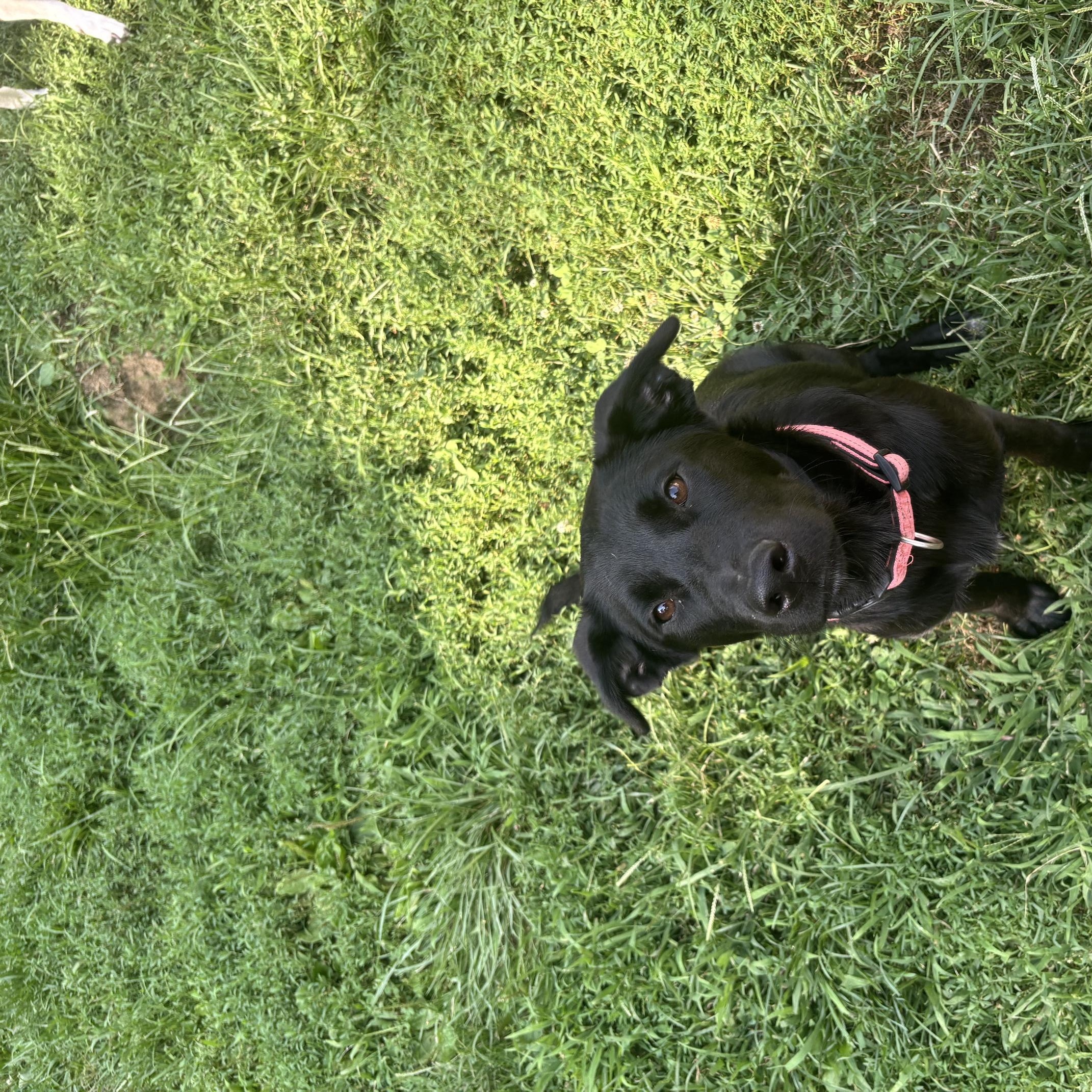 Moxie, an adopted mixed breed in Ossining, NY image 2/2