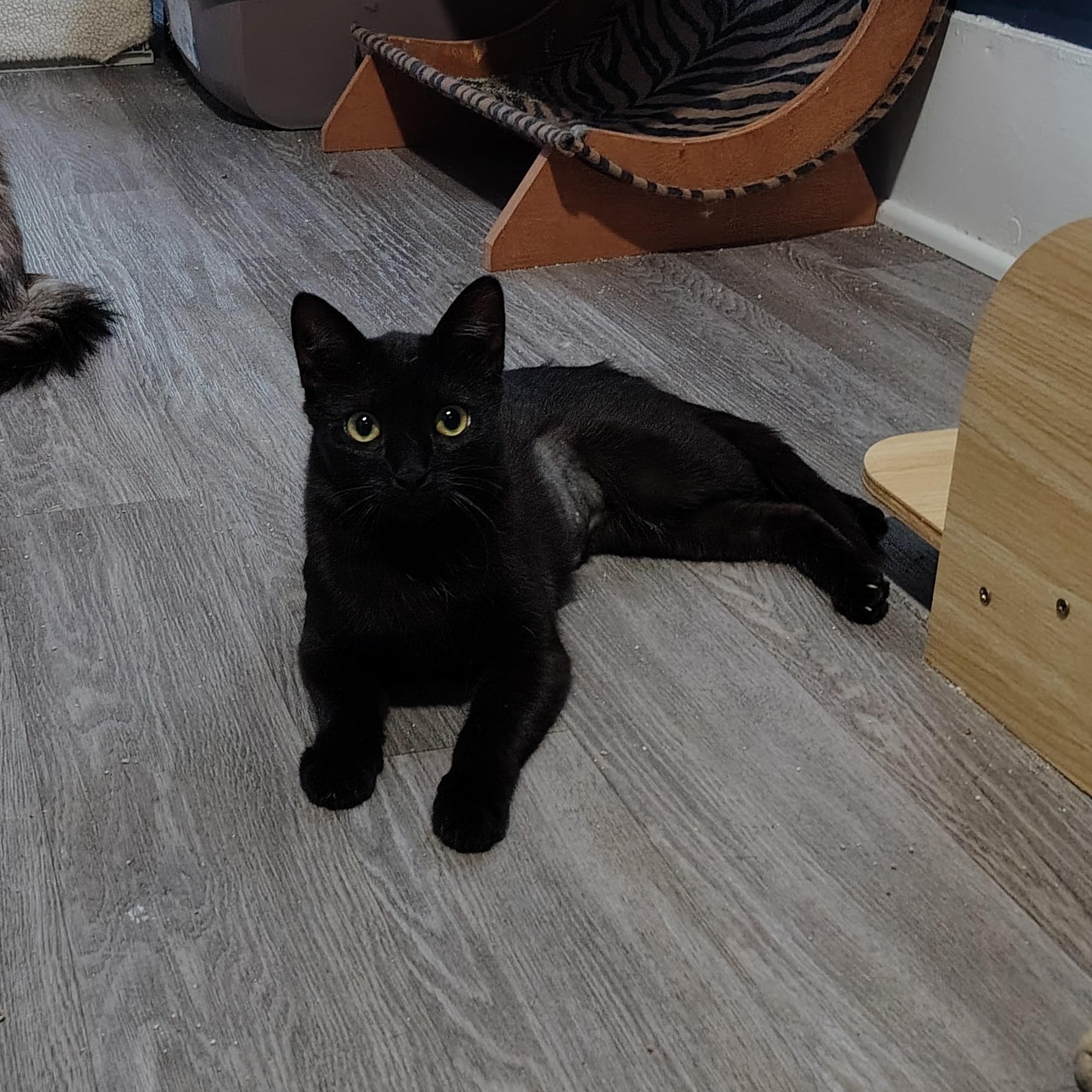 Enlarge Eve, a ADOPTABLE Domestic Short Hair in Ionia, MI image 2/2